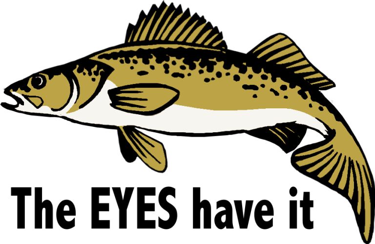 Download Walleye Vector at Vectorified.com | Collection of Walleye ...