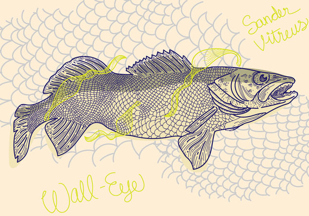 632x443 Free Walleye Vector Illustration Free Vector Download