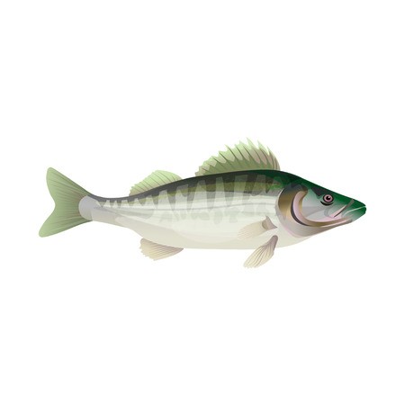 450x450 Fresh Fish Zander Pike Perch Walleye Vector Illustration