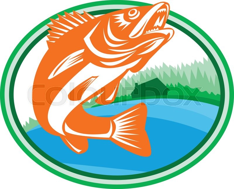 800x649 Illustration Of A Walleye