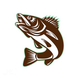 Walleye Vector at Vectorified.com | Collection of Walleye Vector free ...