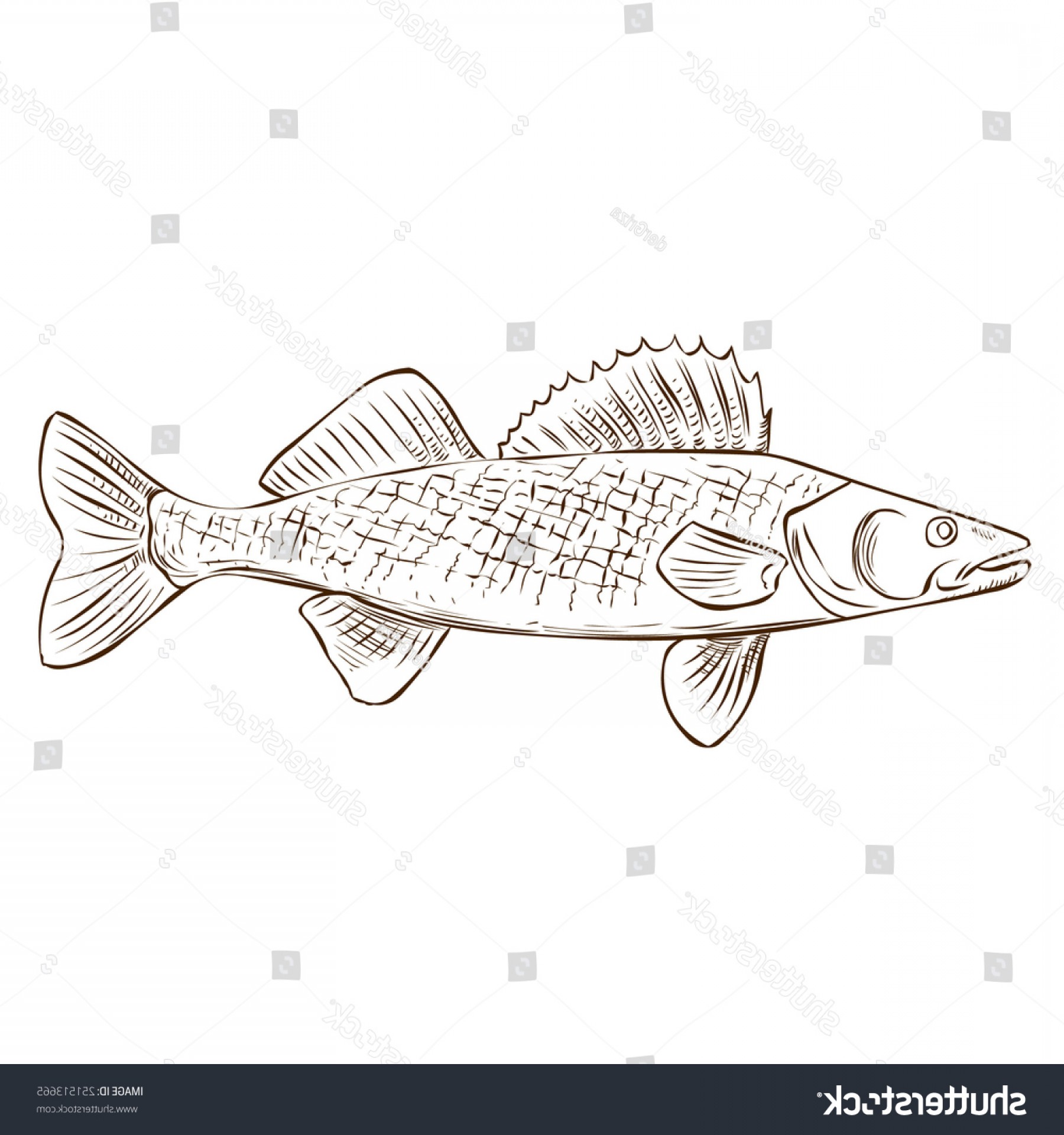 1800x1920 Shutterstock Walleye Hand Drawn Vector Illustration Createmepink