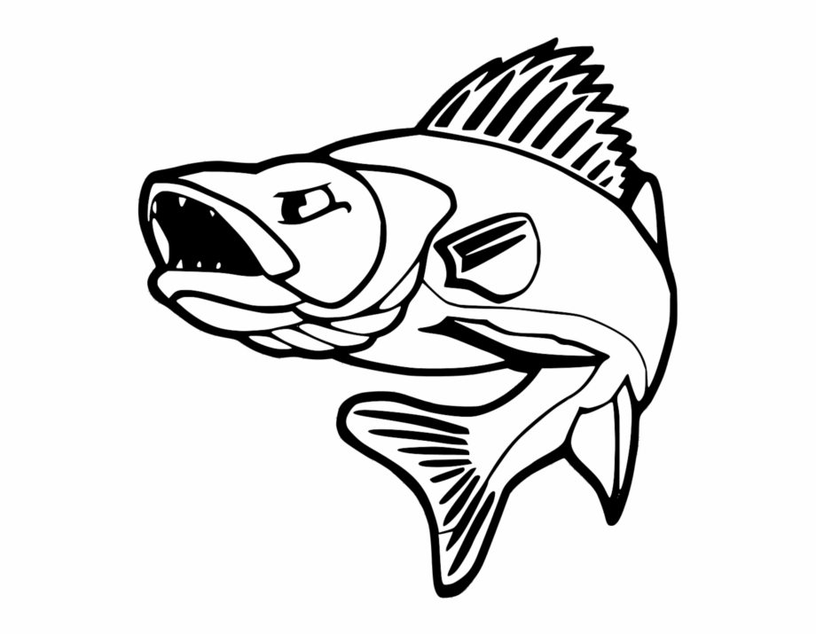 Walleye Vector at Vectorified.com | Collection of Walleye Vector free ...