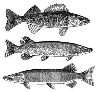 380x362 Walleye, Pike And Muskellunge, Very Detailed Ink Drawing