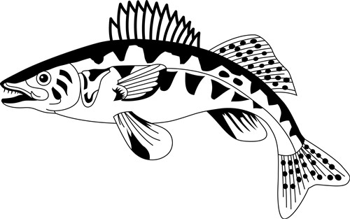 500x313 Walleye Outline Vector Illustration Annthegran