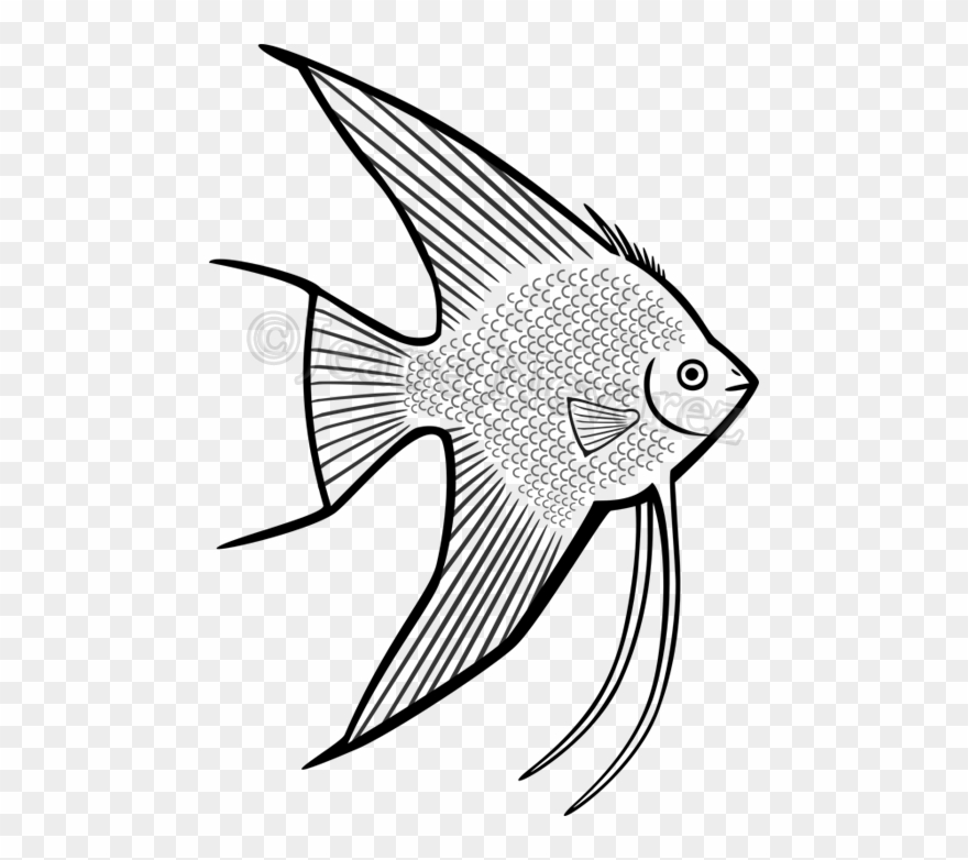 880x782 Walleye Vector Barramundi Fish