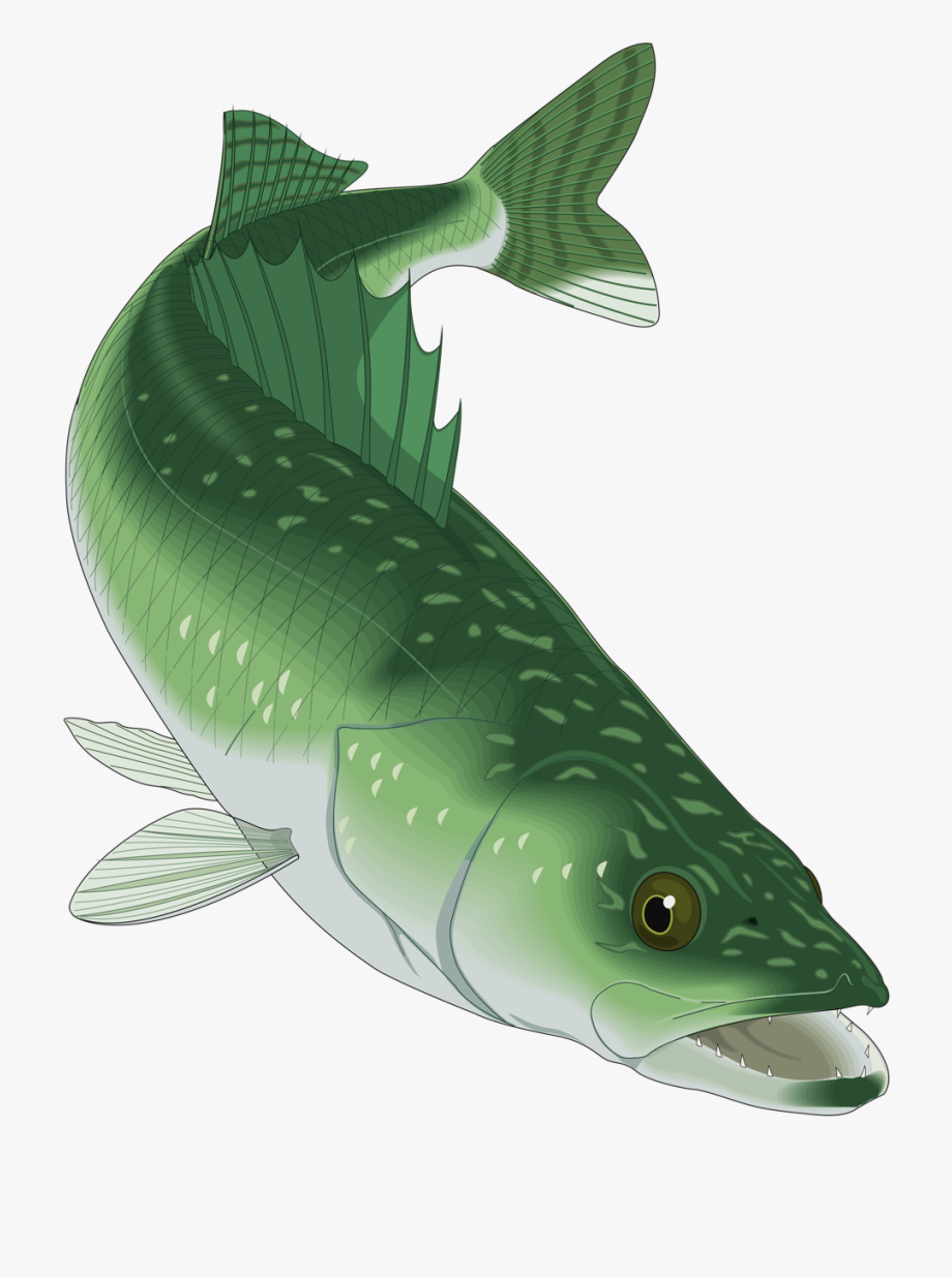 920x1236 Walleye Vector Clipart
