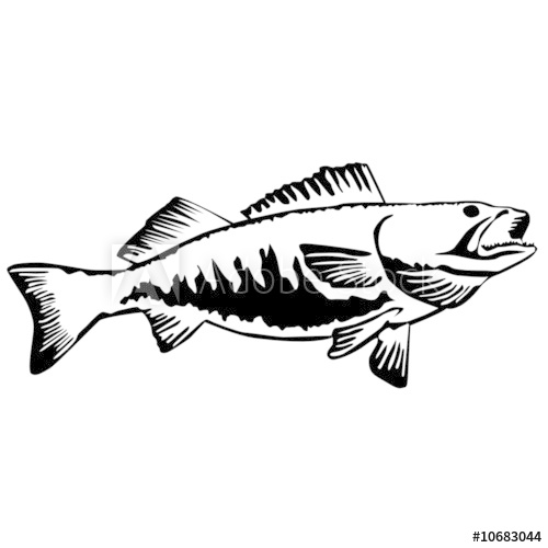 Walleye Vector at Vectorified.com | Collection of Walleye Vector free ...