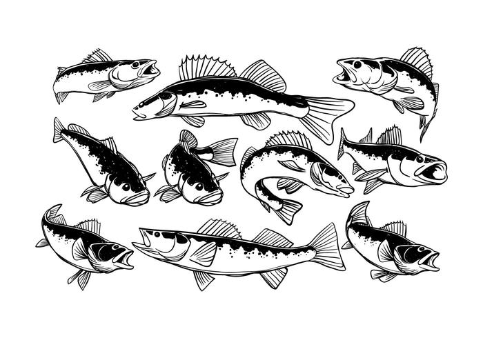 700x490 Free Walleye Vector