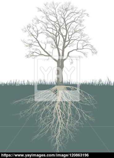 Walnut Tree Vector