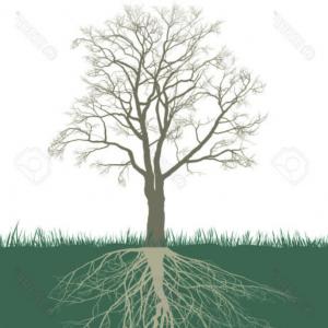 300x300 Photostock Vector Illustration Of A Walnut Tree Without Leaves