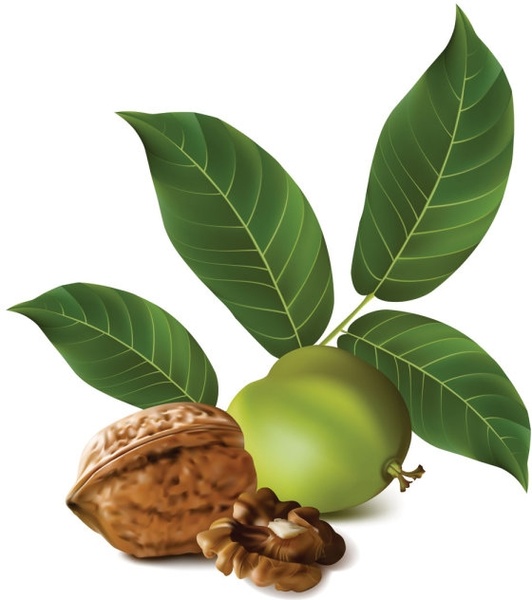532x600 Realistic Green Walnut Walnut Vector Free Vector