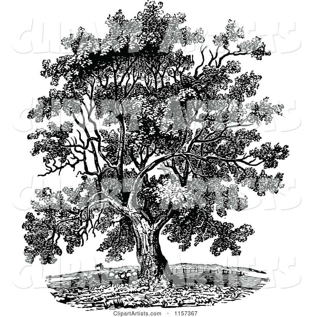 1024x1044 Retro Vintage Black And White Mature Black Walnut Tree Clipart
