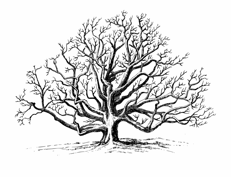 920x703 This Free Icons Png Design Of Walnut Tree