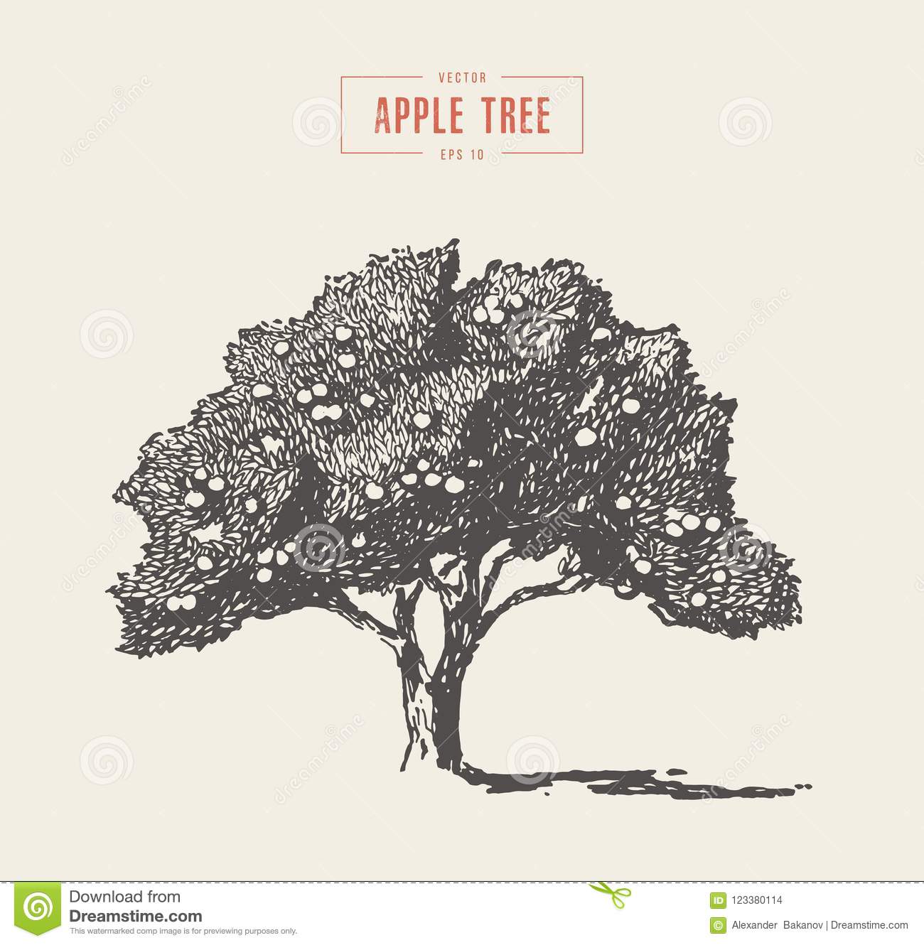 1300x1330 Best Walnut Tree Vintage Illustrations Wallpapers
