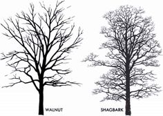 236x168 Walnut Tree Silhouette