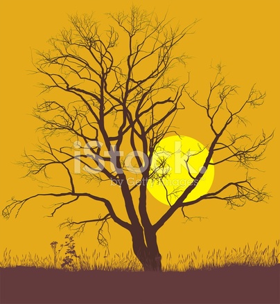 404x439 Walnut Tree Sunset Stock Vector