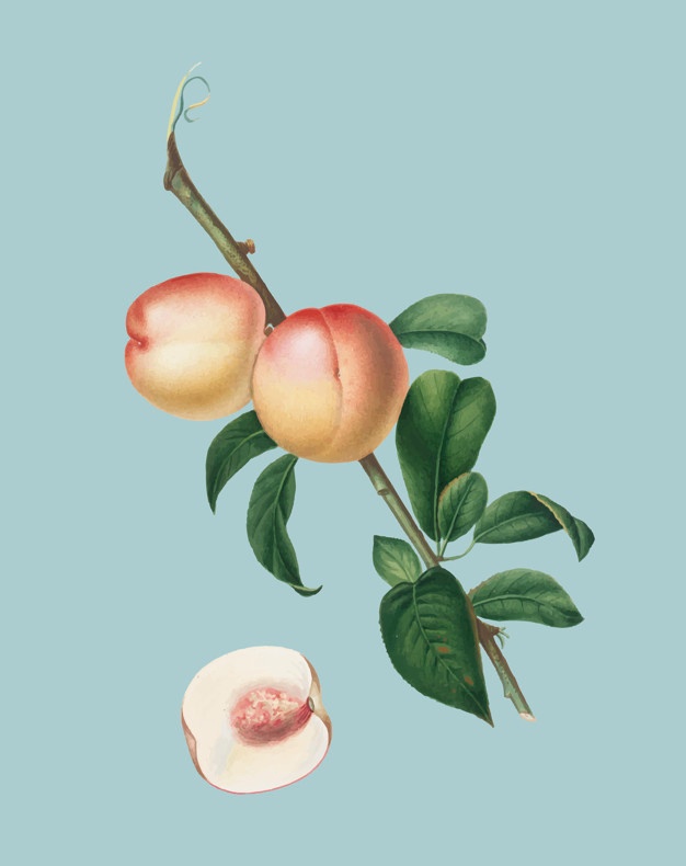 626x790 Walnut Tree Vectors, Photos And Free Download