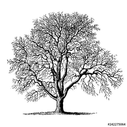 Walnut Tree Vector at Vectorified.com | Collection of Walnut Tree ...