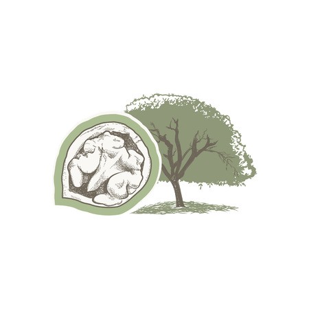 450x450 Walnut Tree Nut Vector Drawing Royalty Free Vector Graphics