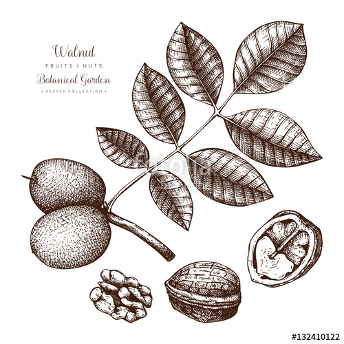 500x500 Walnut Botanical Illustration Vintage Tree Sketch On White