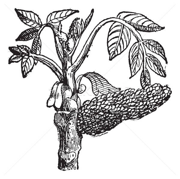600x599 Walnut Tree Stock Vectors, Illustrations And Cliparts Stockfresh