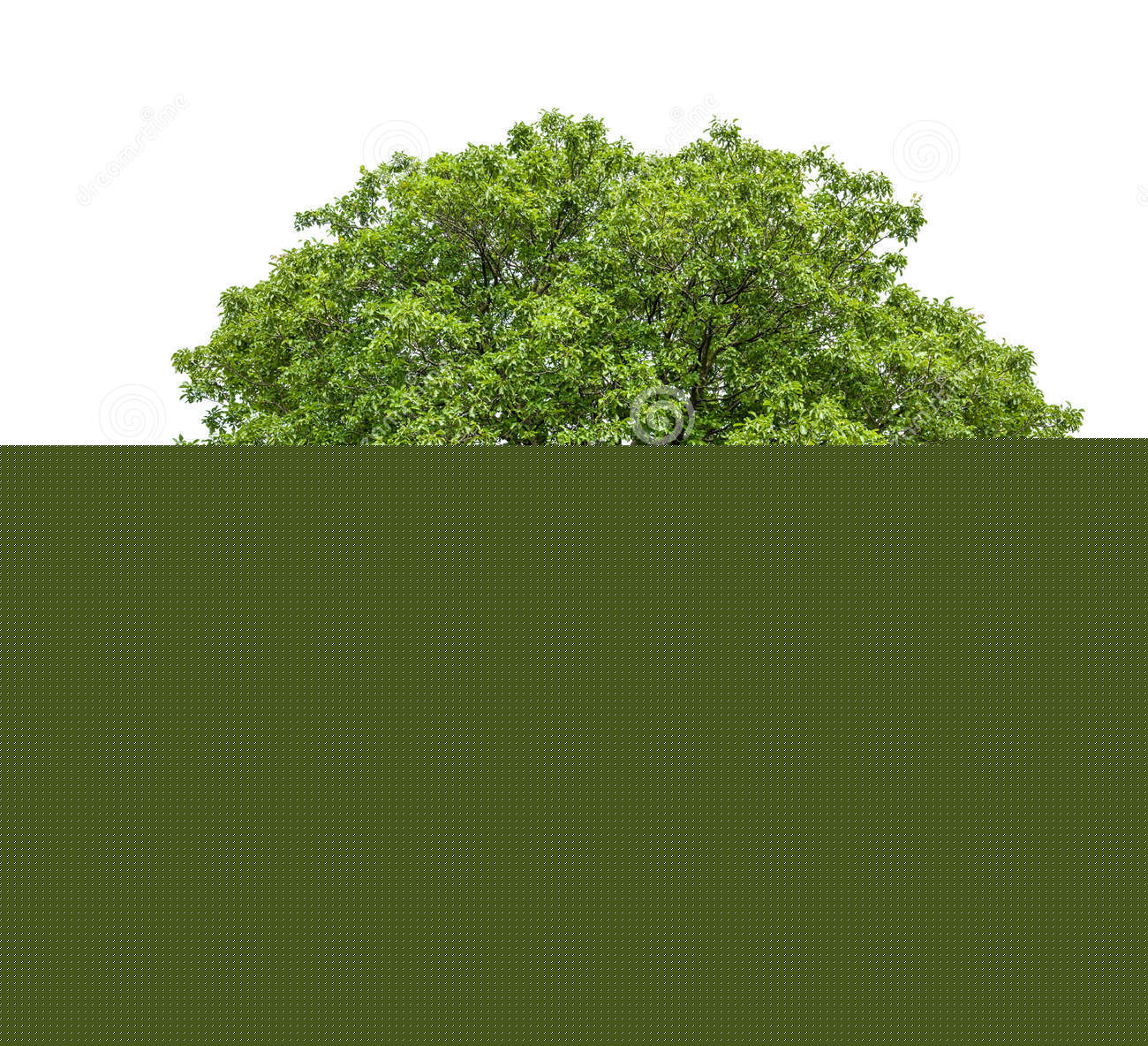 1300x1184 Walnut Tree Clipart Free Cliparts Download Images