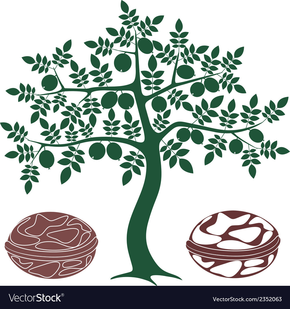 1000x1065 Walnut Tree Clipart Clipart Station