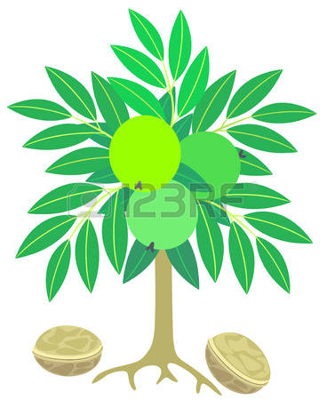 368x450 Walnut Tree Flower Clipart Free Cliparts Download Images