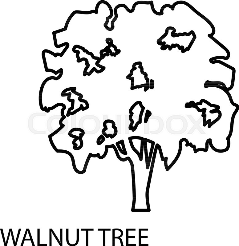 776x800 Walnut Tree Icon Outline Illustration Stock Vector Colourbox