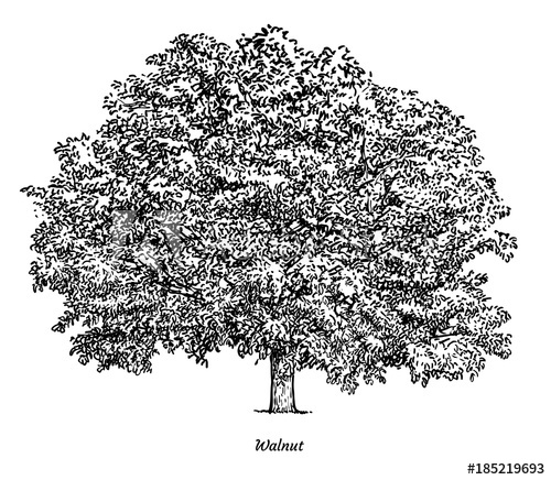 500x436 Walnut Tree Illustration, Drawing, Engraving, Ink, Line Art