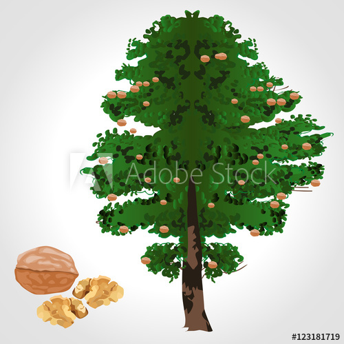 500x499 Walnut Tree