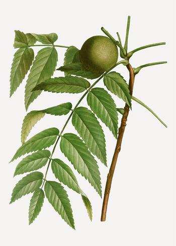 350x490 Black Walnut Tree Branch