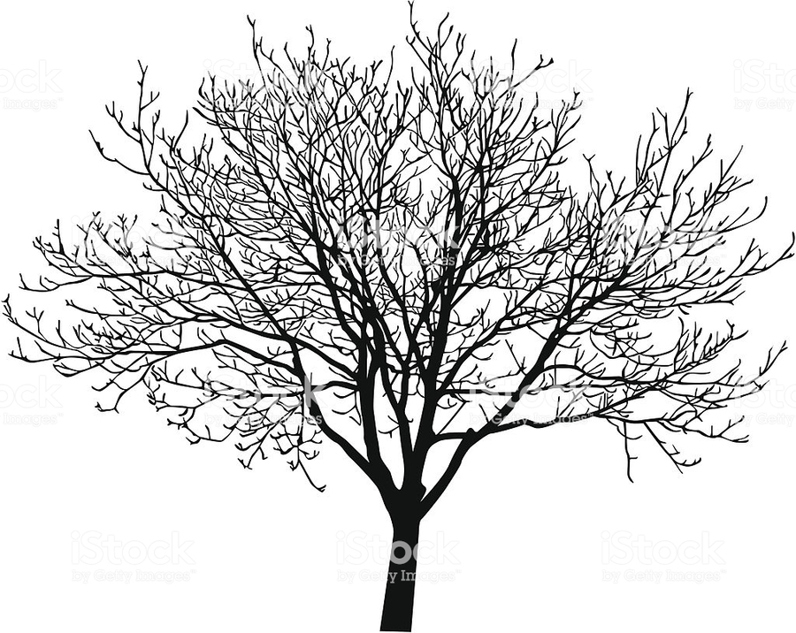 900x716 Download Walnut Tree Vector Clipart English Walnut