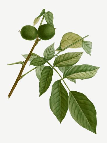 367x490 English Walnut Tree