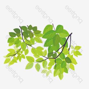 300x300 Hand Drawn Vector Walnut Tree Branch Catchsplace