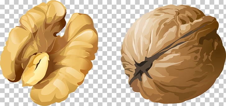Walnut Vector
