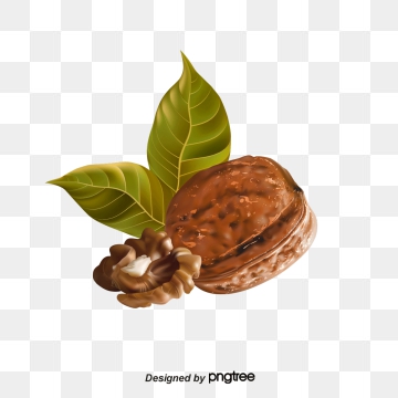 360x360 Walnut Png, Vector, And Clipart With Transparent Background