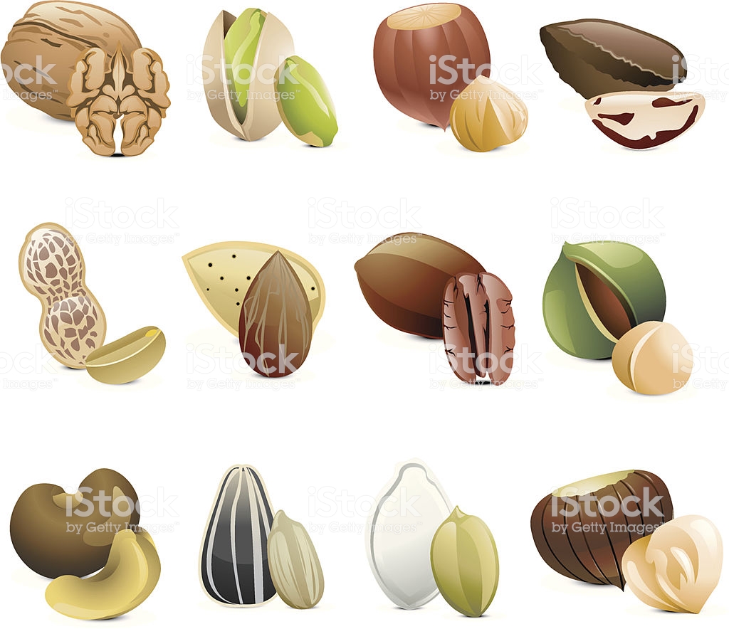 1024x884 Walnut Vector Icon Isolated Hand Drawn Sketch Of Nut Template