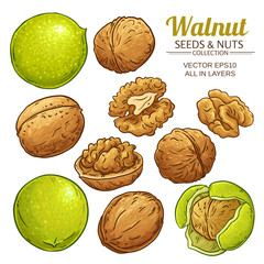 240x240 Walnut Vector Photos, Royalty Free Images, Graphics, Vectors