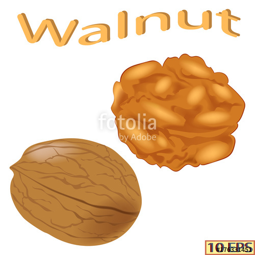 500x500 Walnut Isolated On White Background Icon Of Walnut Vector