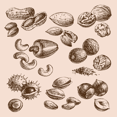 400x400 Walnut On Curated Vector Illustrations, Stock Royalty Free Images