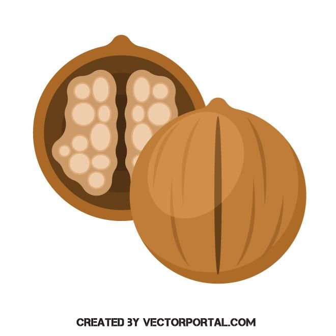 660x660 Walnut Vector Image Food And Drink Vectors Free Vector Images