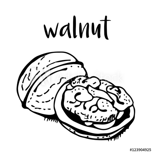 500x500 Walnut Vector Isolated On White Background