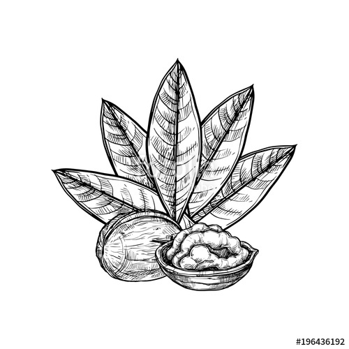 500x500 Walnut Vector Isolated On White Background Engraved Vector