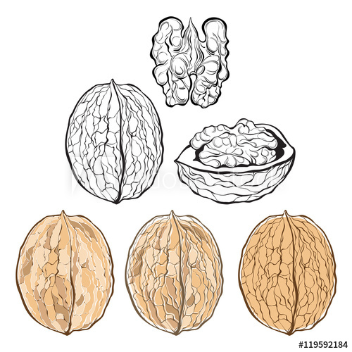 500x500 Walnut Vector Illustration, Isolated Elements For Design
