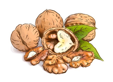 Walnut Vector At Vectorified.com 