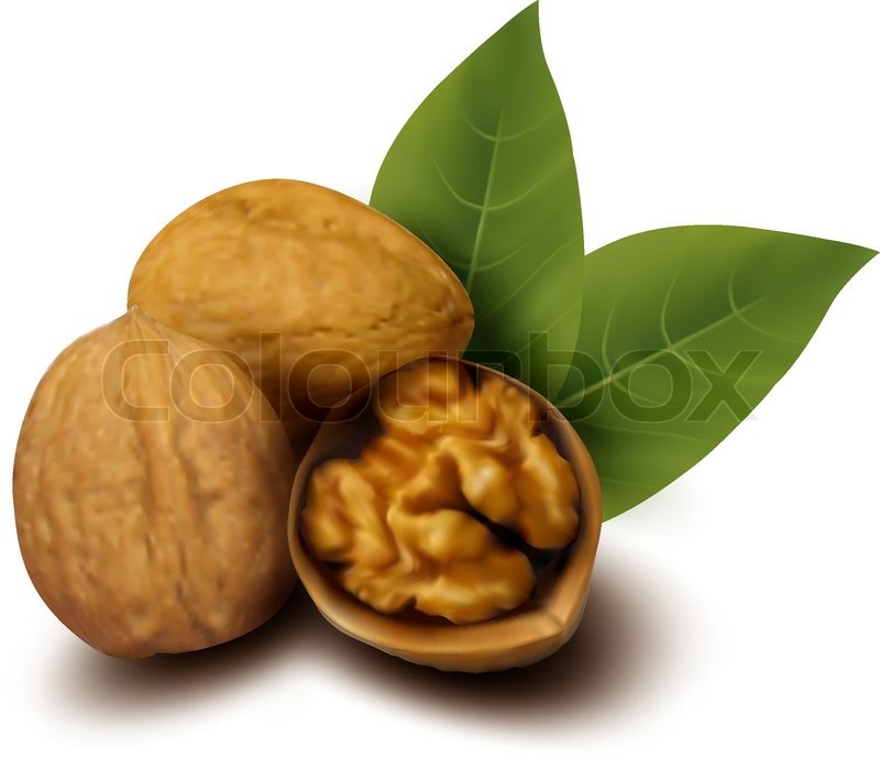 800x689 Walnuts And A Cracked Walnut Vector Stock Vector Colourbox