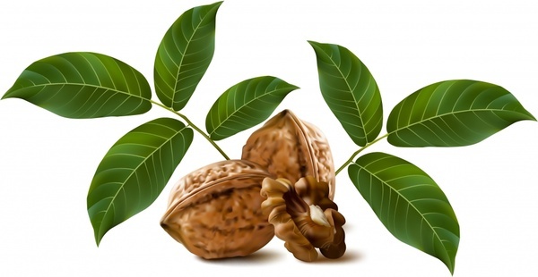 600x310 Walnuts Vector Free Vector Download