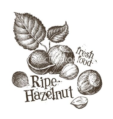 Hazelnut Logo Design Template Fresh Walnut Vector Rustic Sketch 380x400 Hazelnut Logo Design Template Fresh Walnut Vector Rustic Sketch